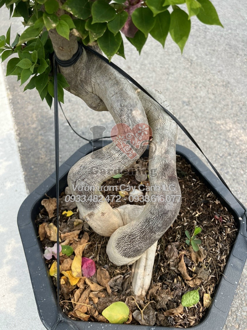 Hoa giấy đỏ dưa hấu bonsai nở hoa rực rỡ – phù hợp trang trí khuôn viên thương mại