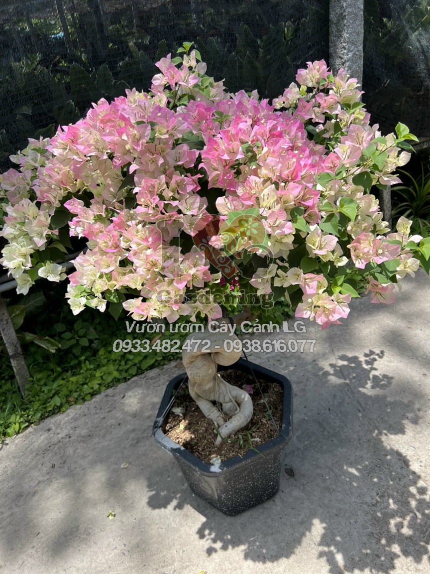 cây hoa giấy phớt hồng Sakura gốc to bonsai cao 80cm 1.2m