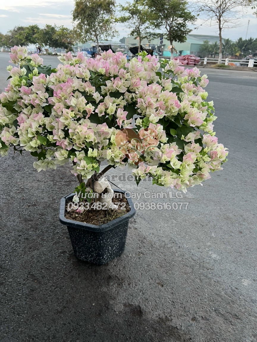 chăm sóc cây hoa giấy phớt hồng Sakura bonsai