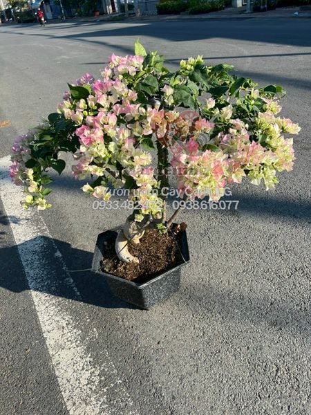 cay hoa giay phot hong sakura goc to bonsai
