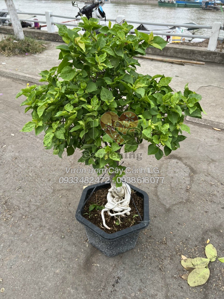 Cây Hoa Giấy Ruby Đỏ Gốc Bonsai – dáng cổ thụ sang trọng
