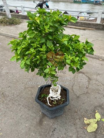 Cây Hoa Giấy Ruby Đỏ Gốc Bonsai