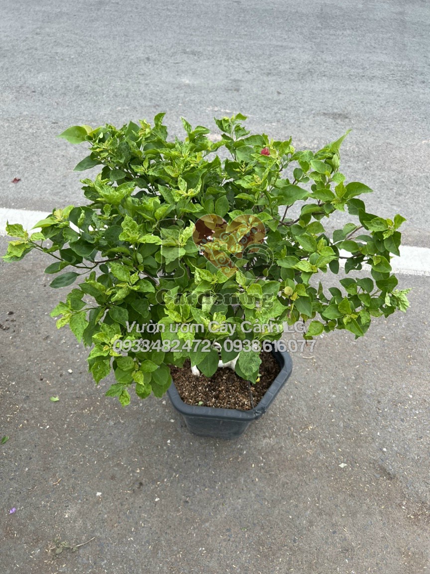 Hoa giấy Ruby đỏ cánh đột biến đỏ đậm nhạt xen kẽ độc đáo