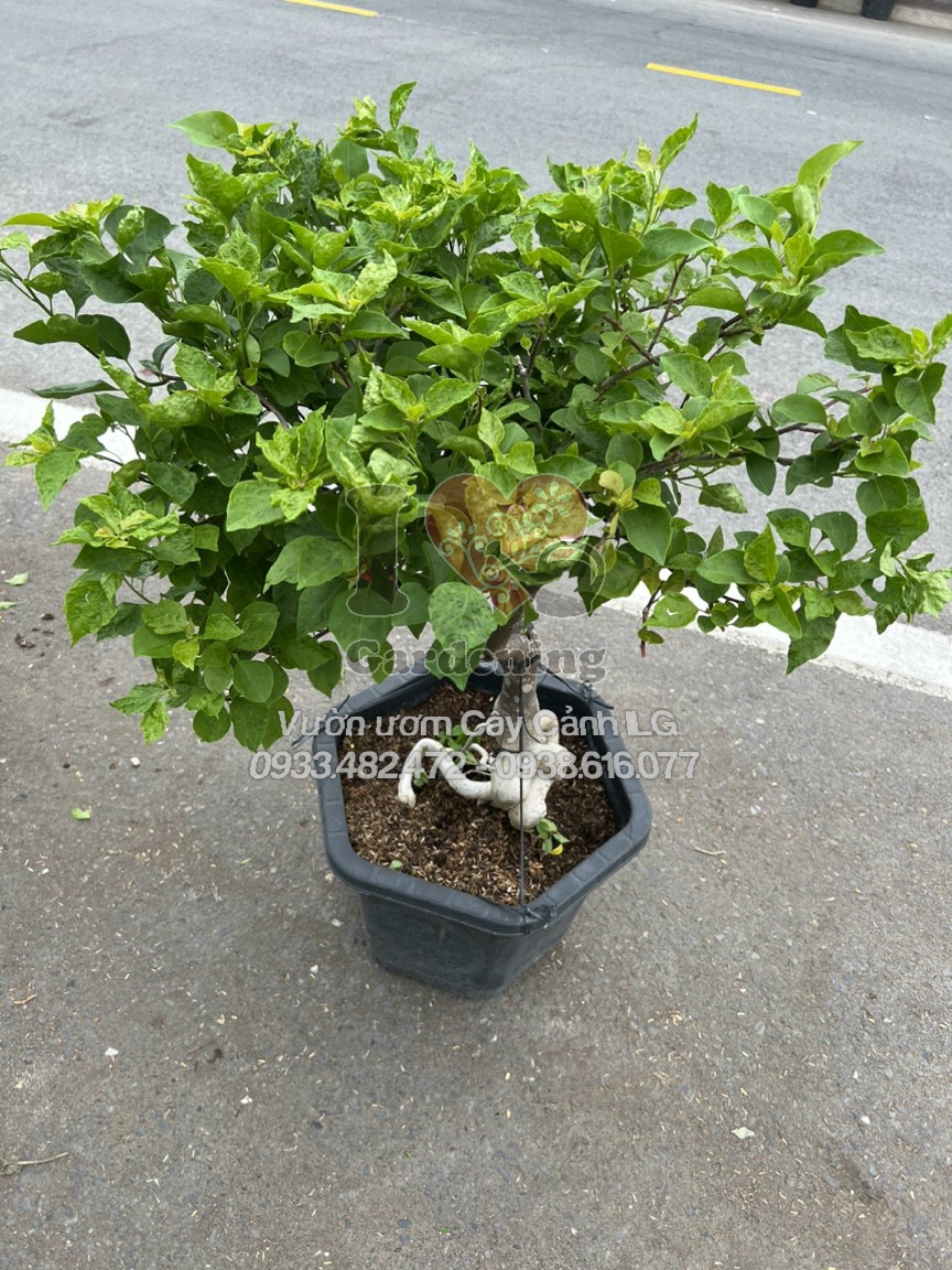 Gốc Bonsai hoa giấy Ruby đỏ dáng cổ kính quý phái