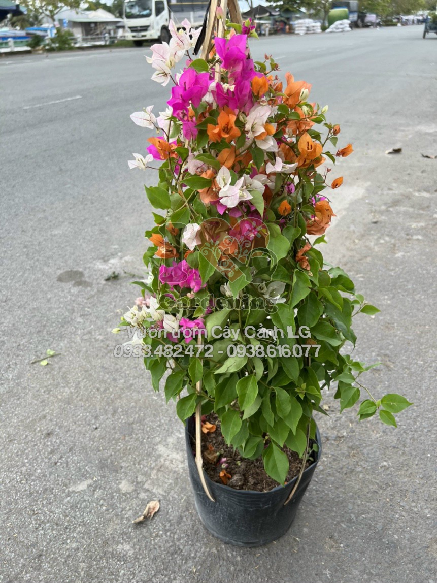 cây hoa giấy Thái Lan 3 màu cao 50cm rực rỡ sắc hoa