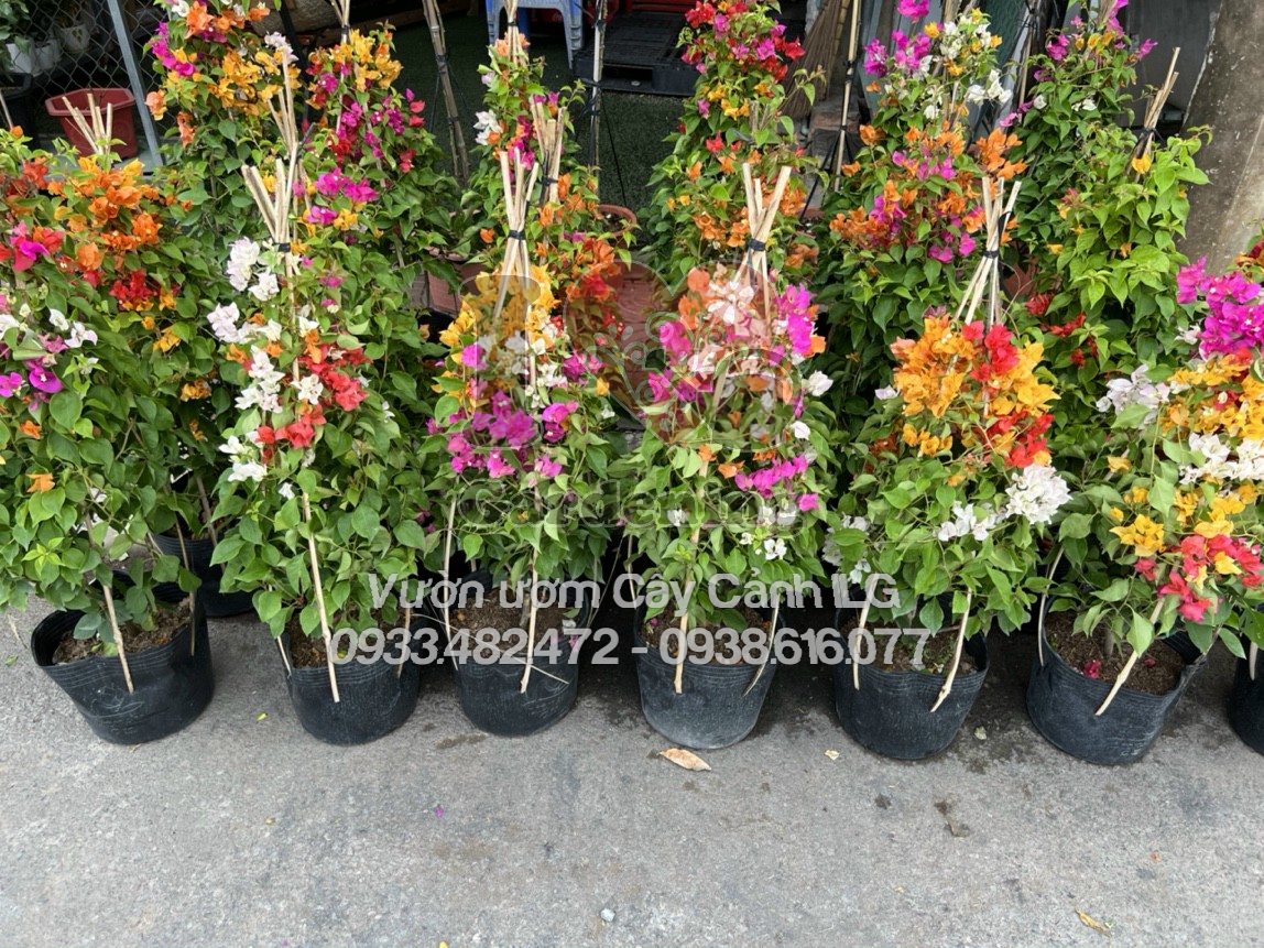 chùm hoa giấy Thái Lan 3 màu đỏ vàng cam nở rộ trên cây cao 50cm