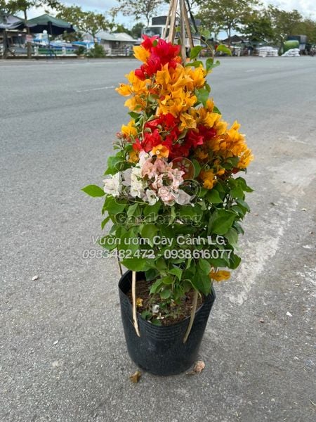cây hoa giấy Thái Lan 3 màu cao 50cm