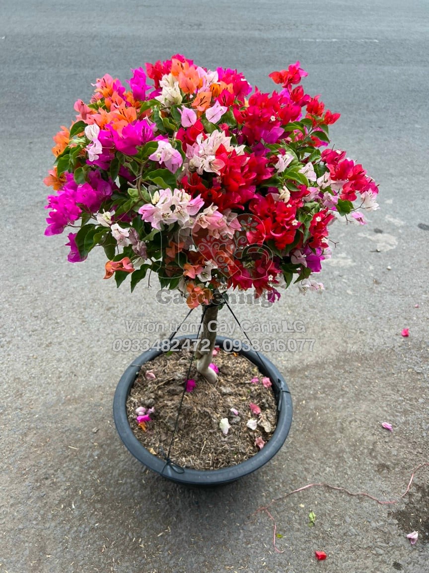 Cây Hoa Giấy Thái Ngũ Sắc Gốc Đẹp cao 80cm-1.2m tại ILG