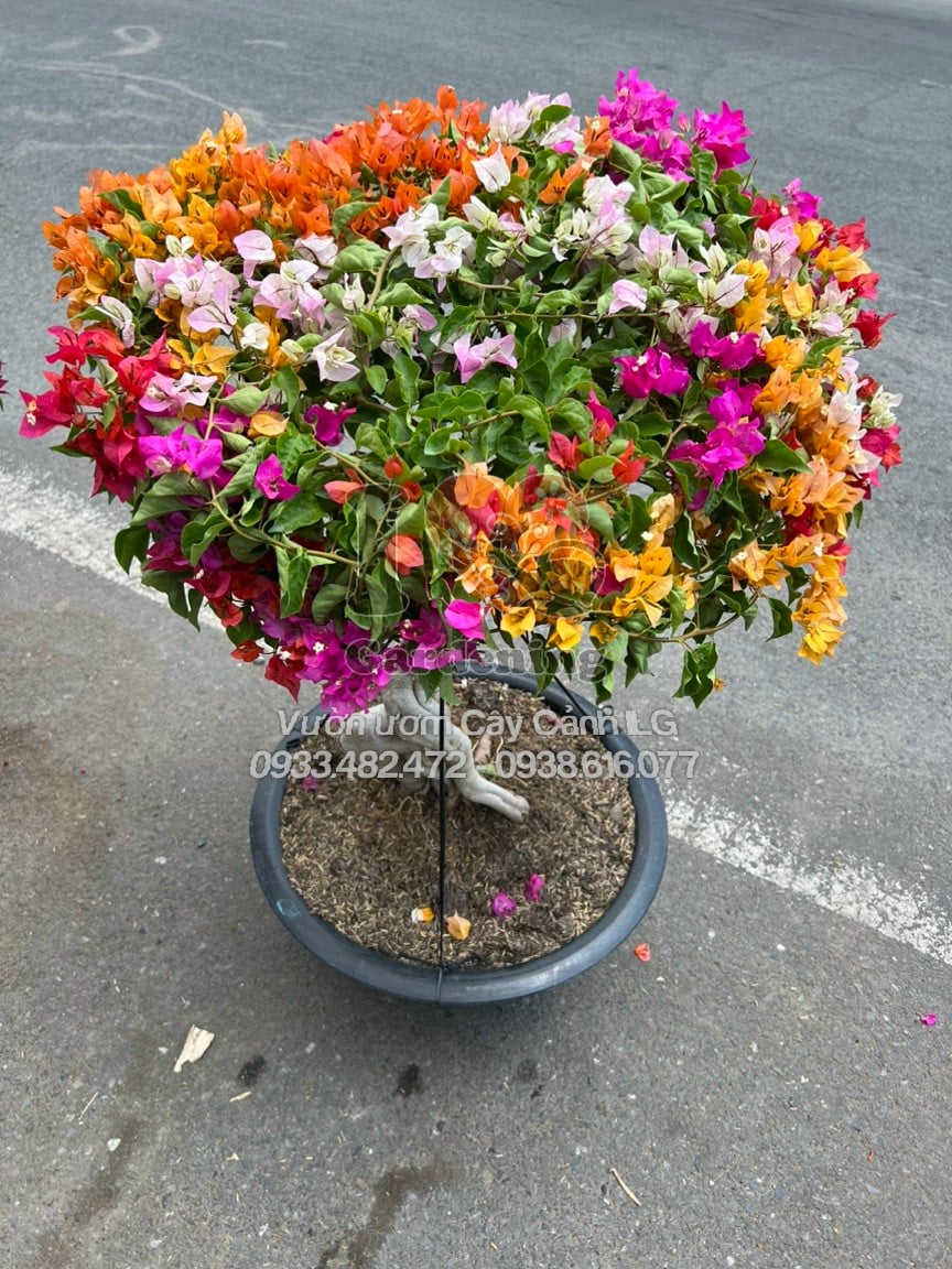 Hoa giấy Thái ngũ sắc nở rực rỡ nhiều màu trên cùng một cây