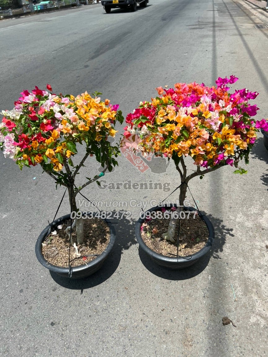 Gốc cây hoa giấy Thái ngũ sắc đẹp, dáng cổ thụ tự nhiên