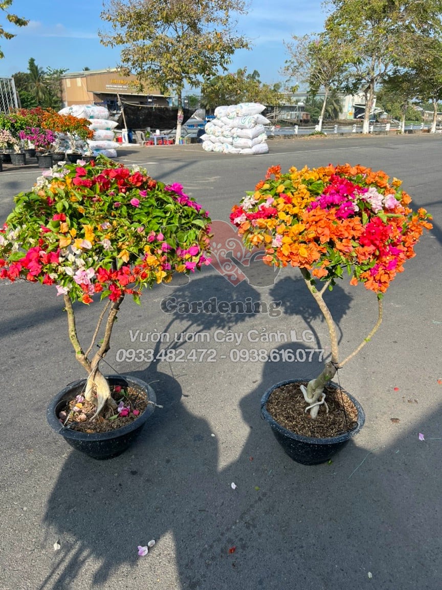 Cây hoa giấy Thái ngũ sắc trang trí sân vườn quán cà phê