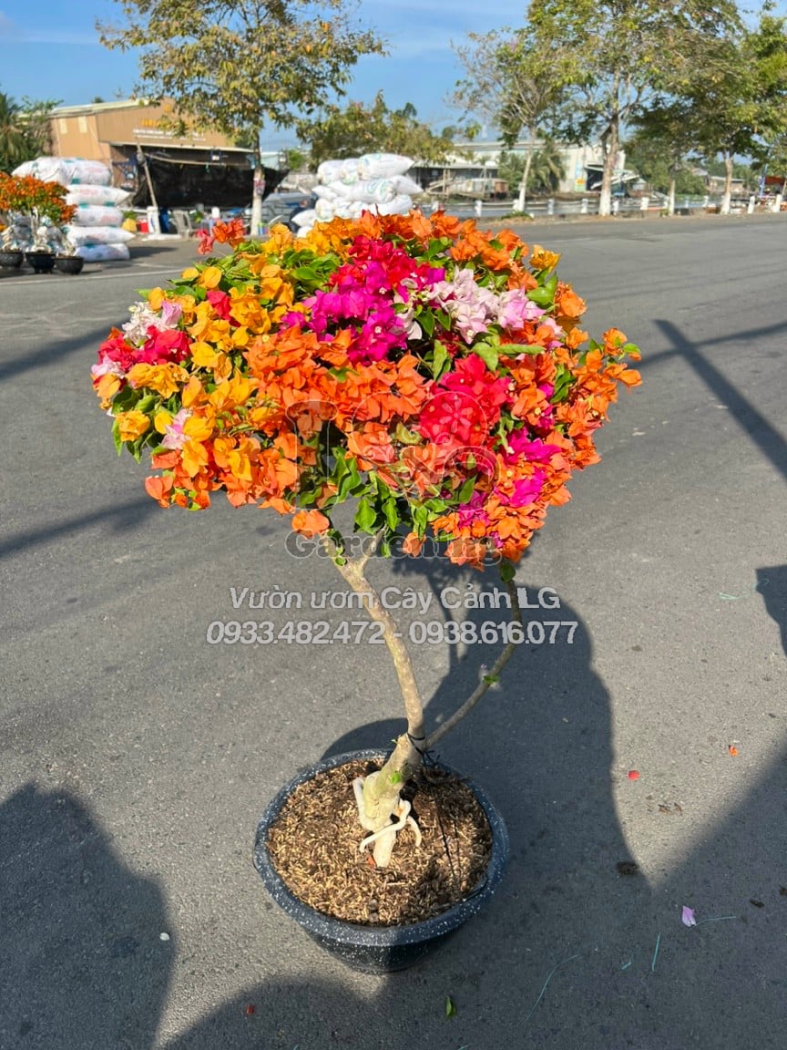 Chi tiết hoa giấy Thái ngũ sắc nở rực, nhiều màu trên cùng tán