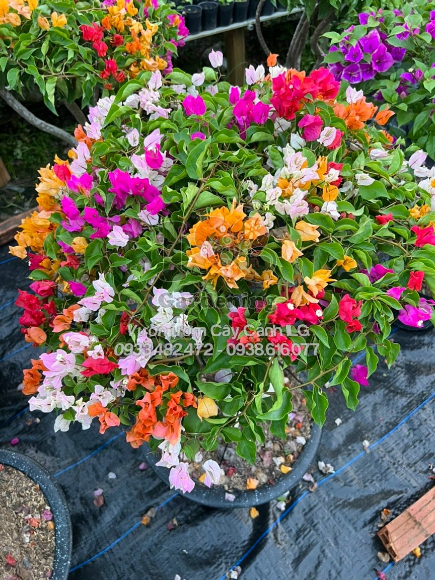 Cây hoa giấy Thái ngũ sắc gốc đẹp ILG - điểm nhấn phong thủy sân vườn