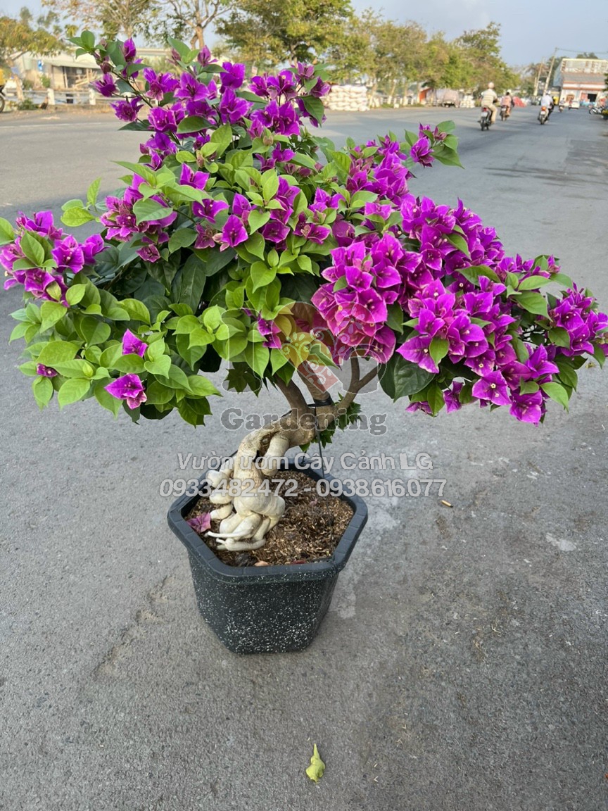 Cây Hoa Giấy Tím Bướm Gốc To Bonsai – dáng đẹp, gốc to, sắc tím quyến rũ