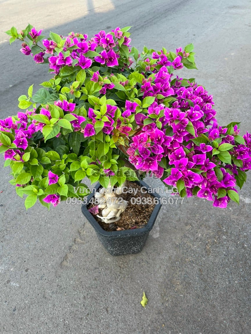 Hoa giấy tím bướm gốc to bonsai nở rộ sắc tím đậm quyến rũ