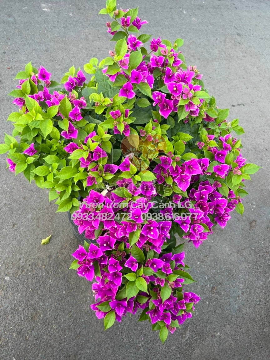 Chi tiết hoa giấy tím bướm gốc to bonsai – cánh hoa tím đậm, lá xanh tươi