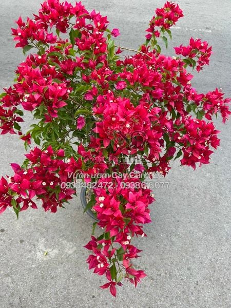 Cây hoa giấy tím lửa gốc to bonsai