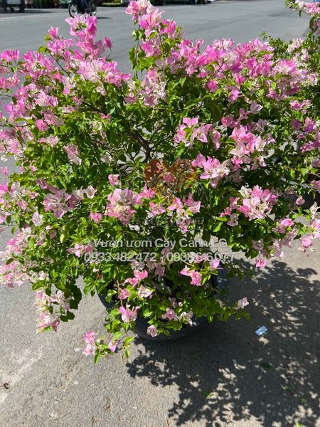 Cây hoa giấy trắng hồng Thái Lan gốc to Bonsai
