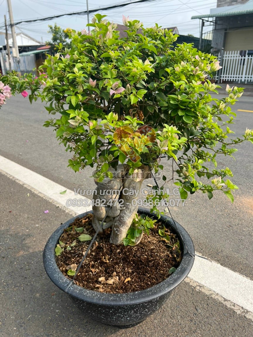 Cây hoa giấy trắng hồng Thái Lan bonsai trưng bày tại vườn ILG