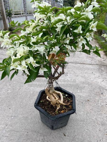 cây hoa giấy trắng Mã Lai gốc bonsai