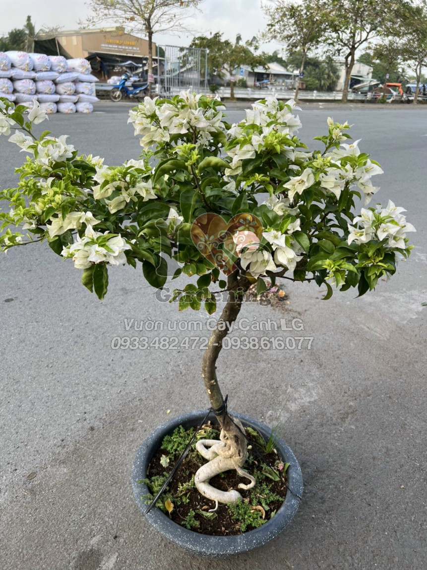 Cây hoa giấy trắng siêu bông gốc đẹp - toàn cảnh cây