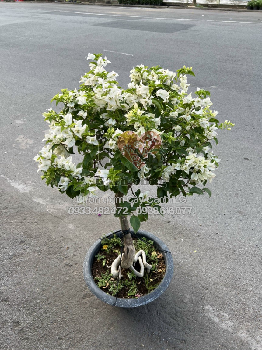 Cây hoa giấy trắng siêu bông - chùm hoa trắng nở rộ
