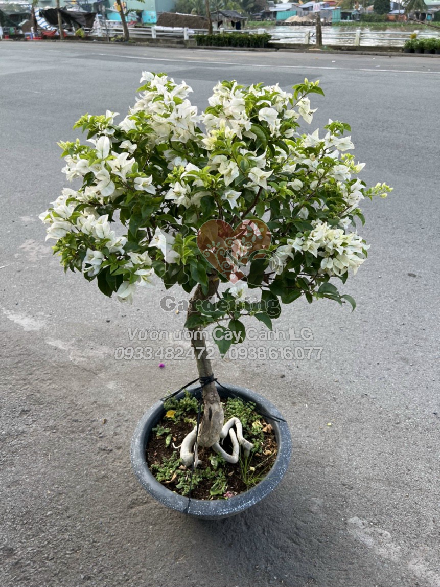 Cây hoa giấy trắng siêu bông - đặc điểm lá và hoa