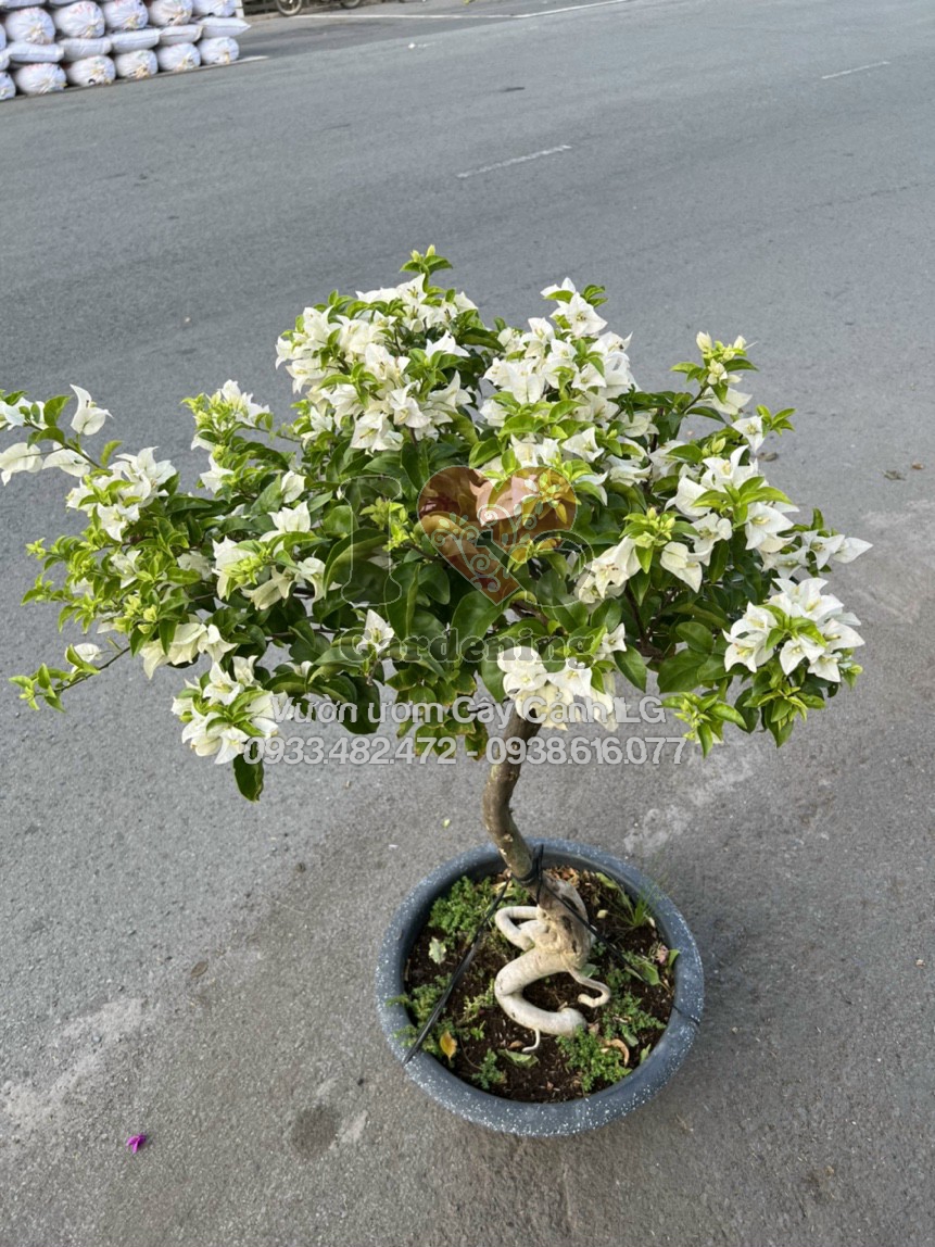 Cây hoa giấy trắng siêu bông - gốc đẹp, hoa nở trắng