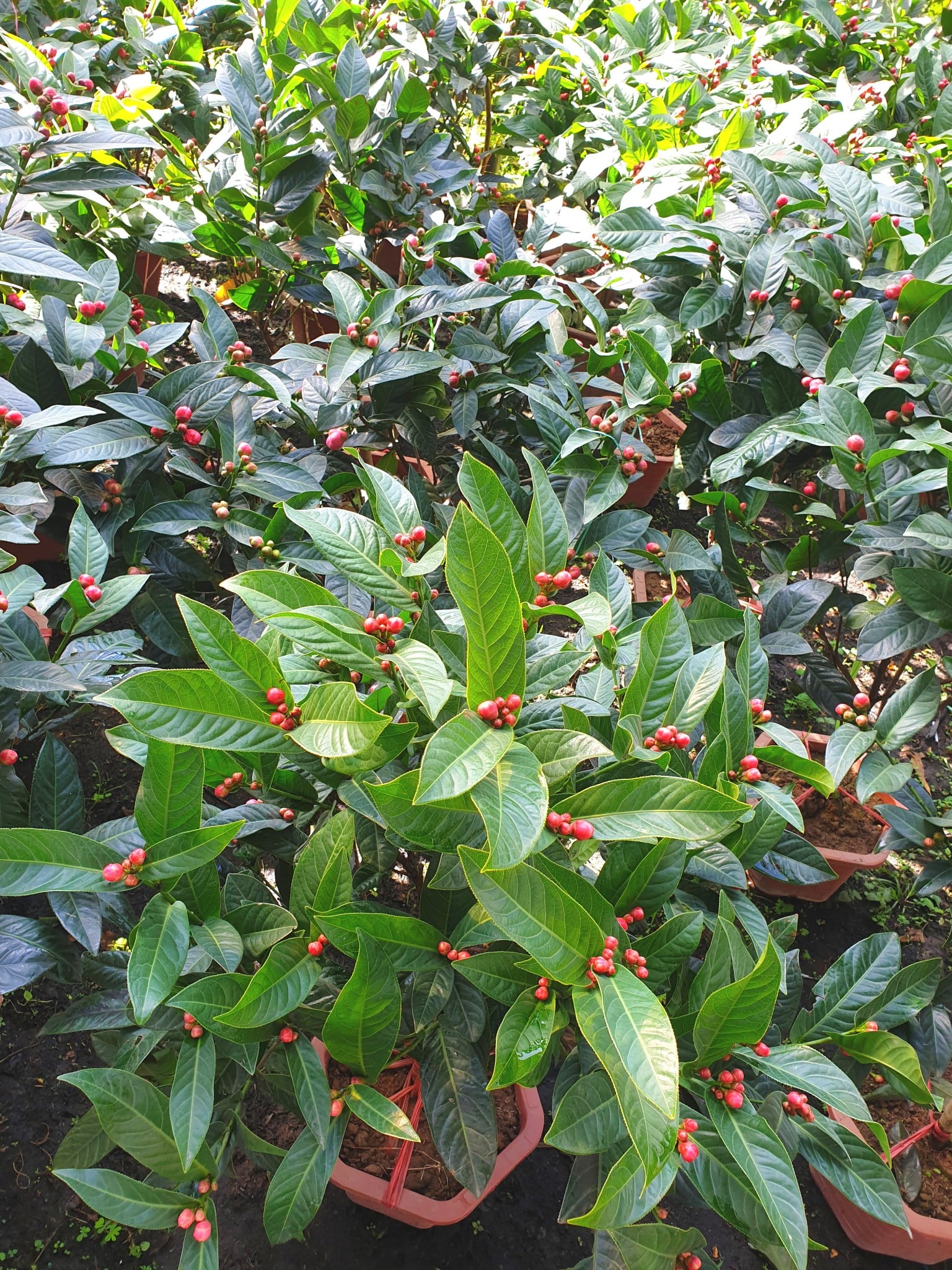 Cây hoa hải đường thân gỗ Ms 25381 - ILG