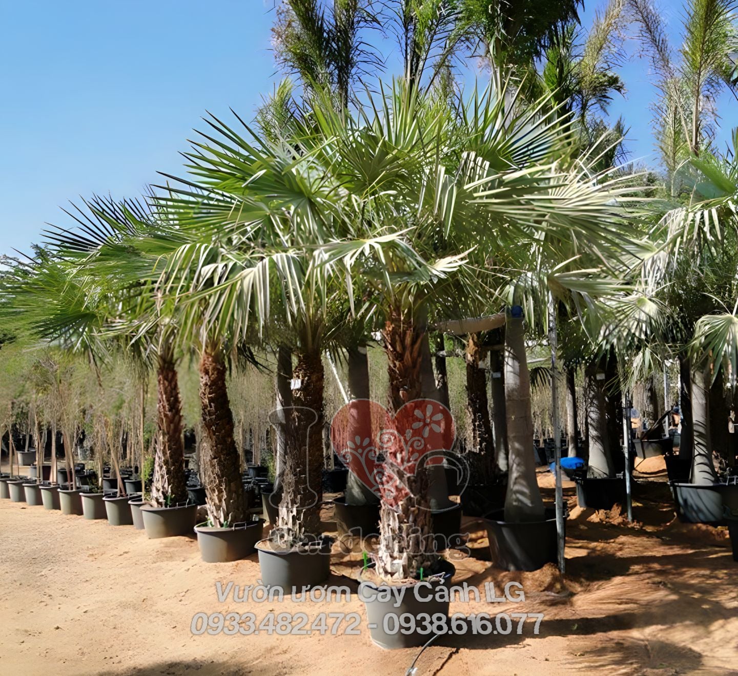 Cây Kè Kim Cương Cao 4m Thân Lóng Cao 2m – toàn cảnh tại vườn ILG