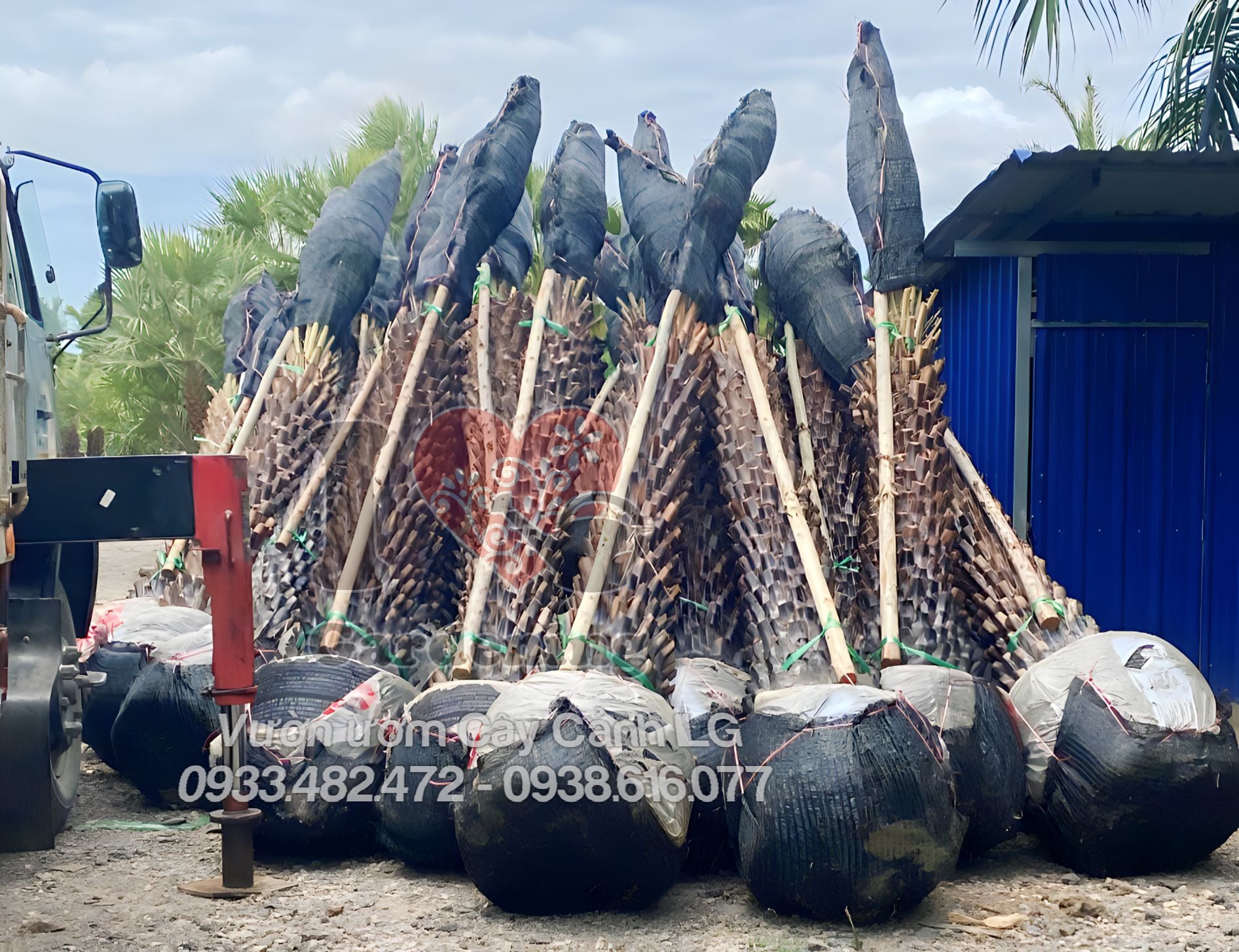 Thân lóng cao 2m của cây Kè Kim Cương – vóc dáng uy nghi, thẳng đứng