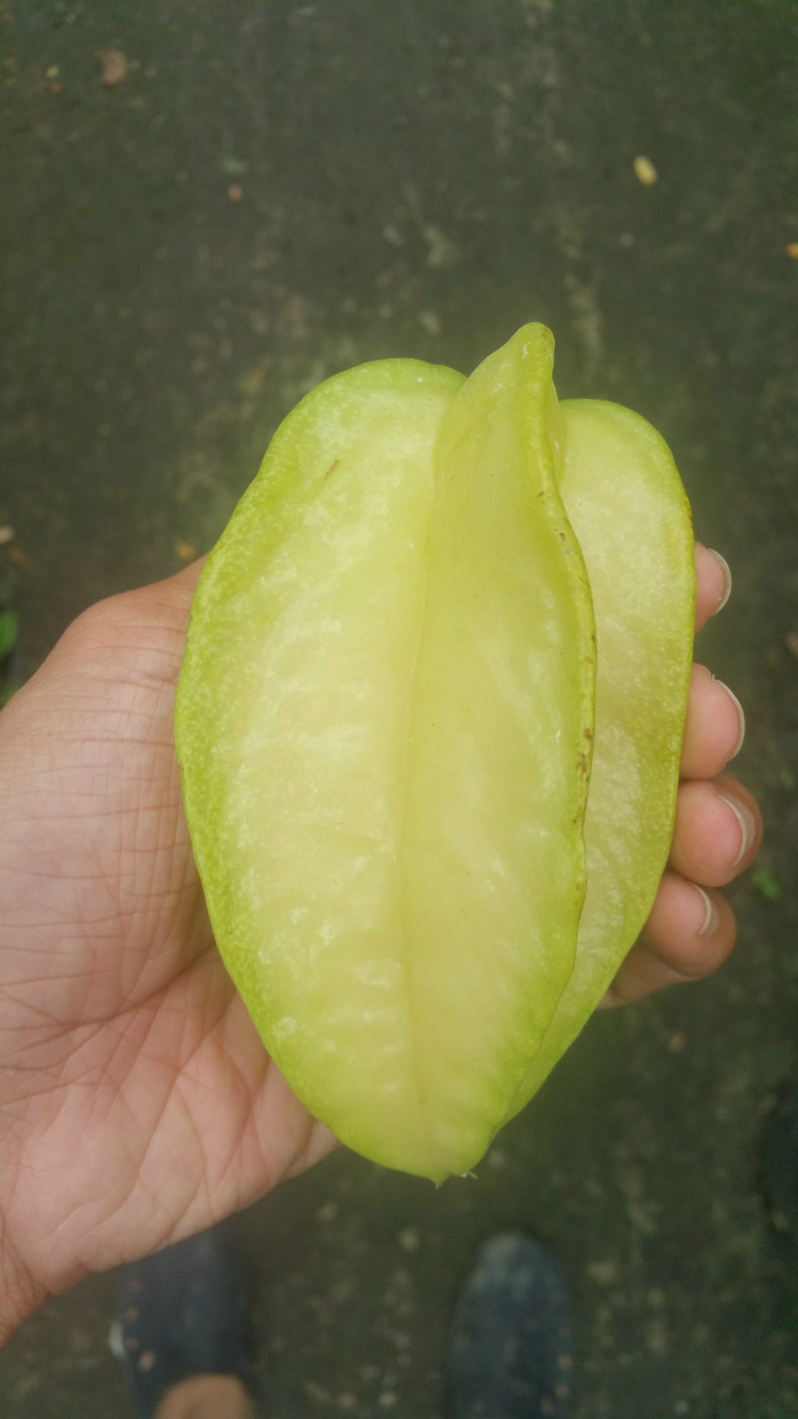 Cây khế cao 3m ứng dụng trang trí sân vườn cảnh quan