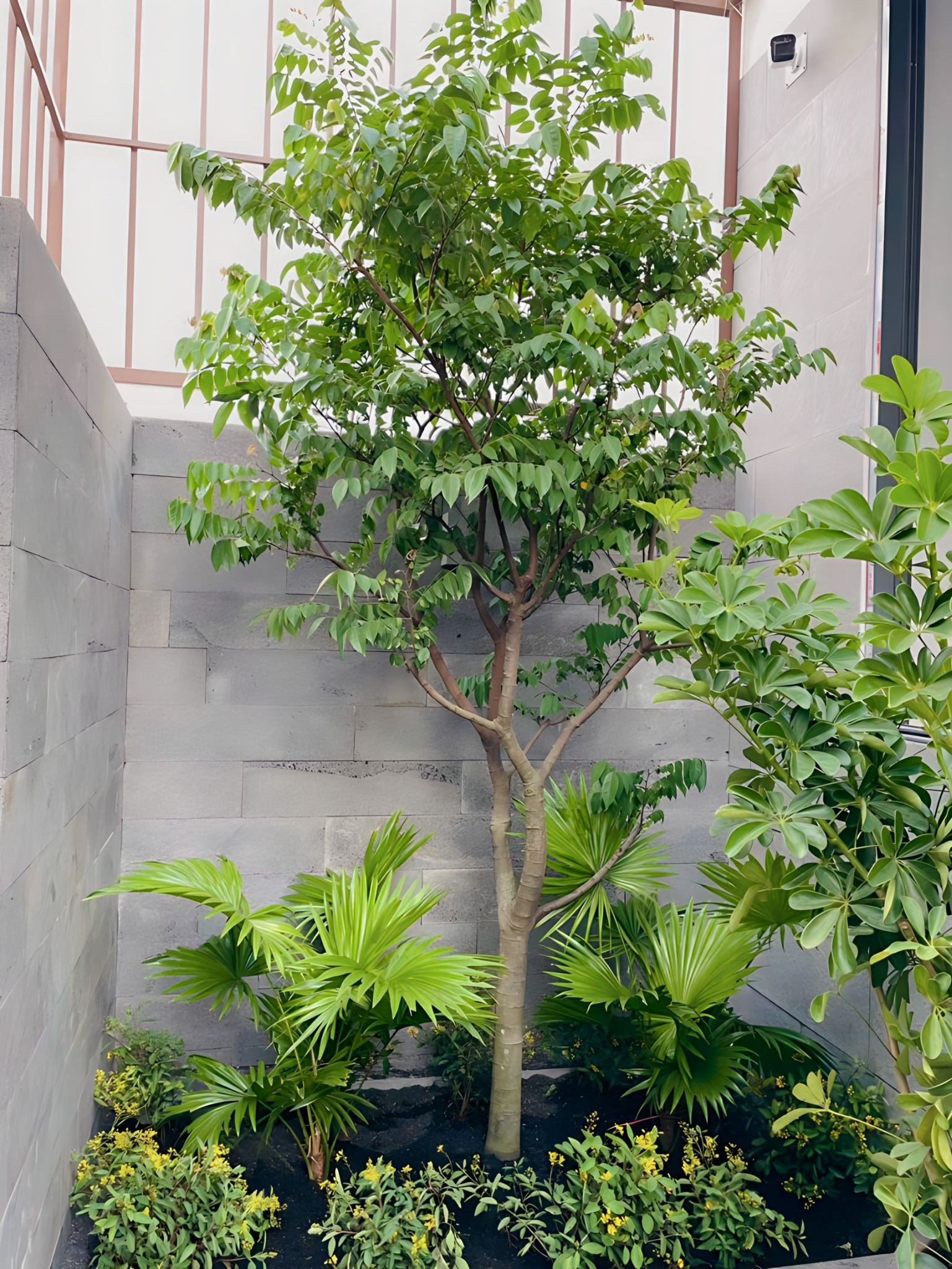 Cây khế cao 3m tán rộng bóng mát tại vườn ILG