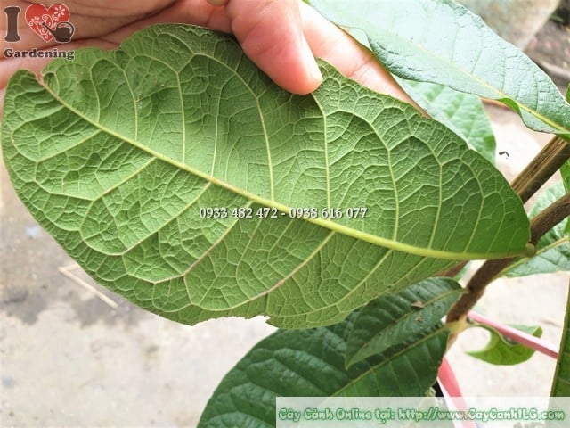 Cây mai xanh Thái tán xanh mướt tại vườn ILG