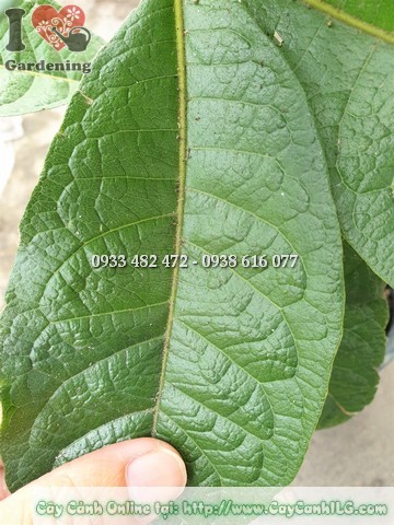Lá cây mai xanh Thái dày, xanh đậm, gân rõ