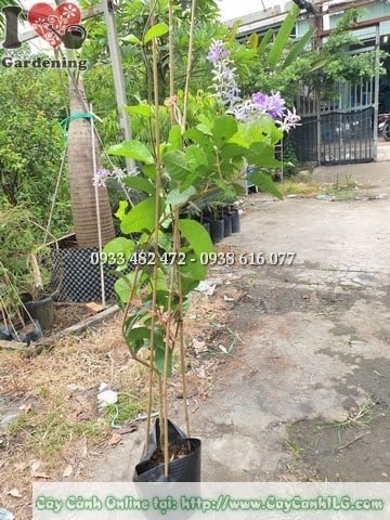 Cây mai xanh Thái cao 1.5m tán đẹp