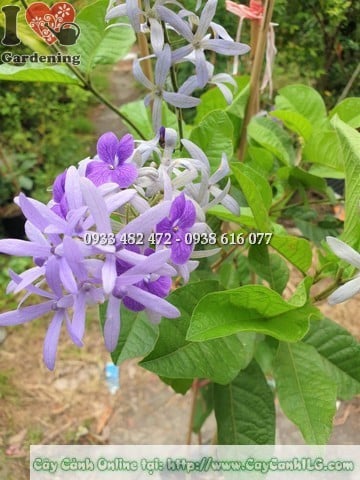 Hoa mai xanh Thái nở vàng rực
