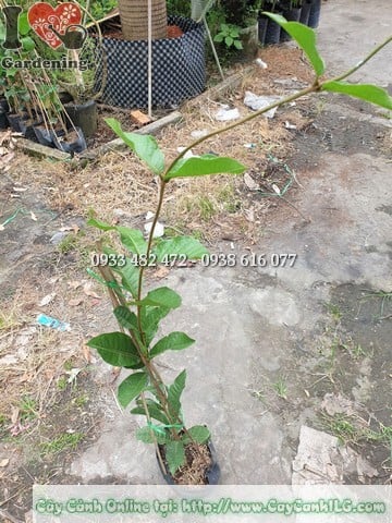 Cây mai xanh Thái cao 1m tại vườn ILG