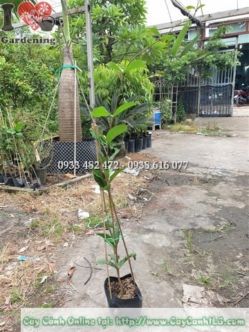 Cây mai xanh Thái trồng chậu
