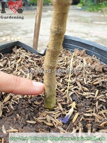 Cây mai xanh Thái ngoài trời nắng