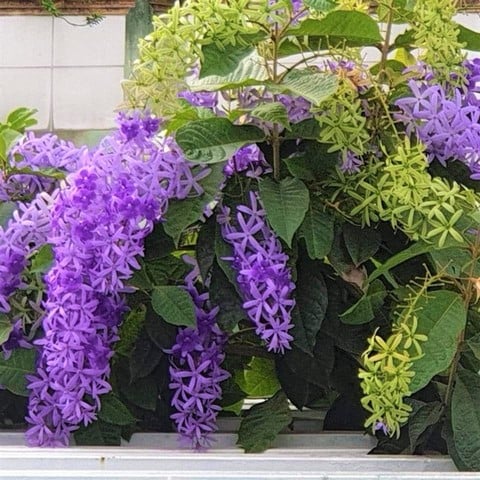 Cây mai xanh Thái giống tại vườn ILG