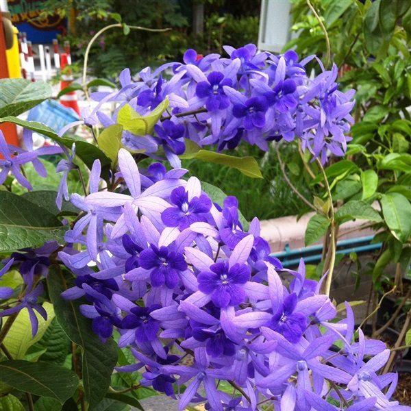 Cây mai xanh Thái ra hoa quanh năm - chuỗi tím đẹp