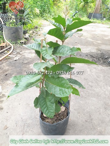 Hoa mai xanh Thái - chuỗi hoa tím rủ dài đẹp mắt