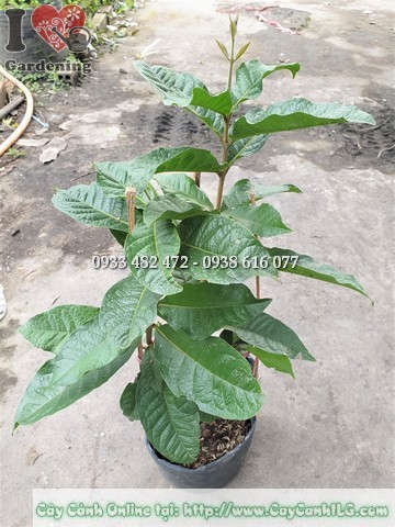 Cây mai xanh Thái cao 40cm - dây leo hoa tím sang trọng