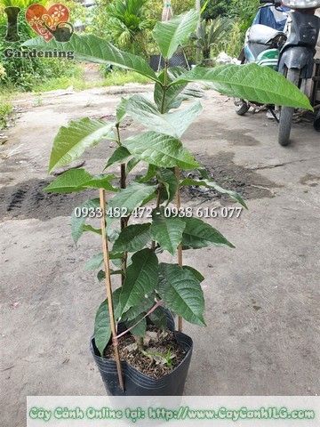 Cây mai xanh Thái cao 40cm MS 50015 - hình ảnh thực tế tại vườn ILG
