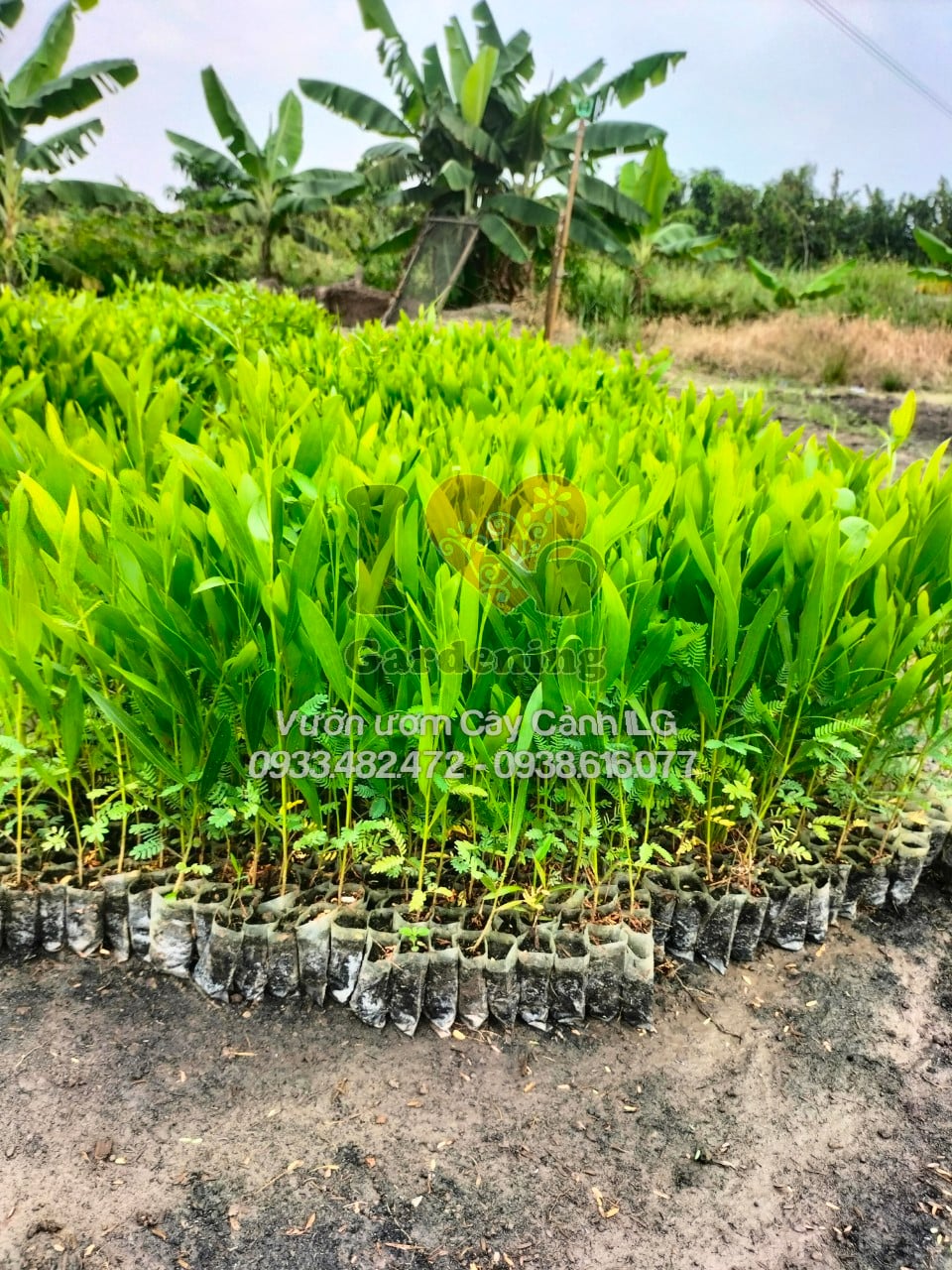 Cây tràm bông vàng giống - hình ảnh thực tế từ vườn ILG