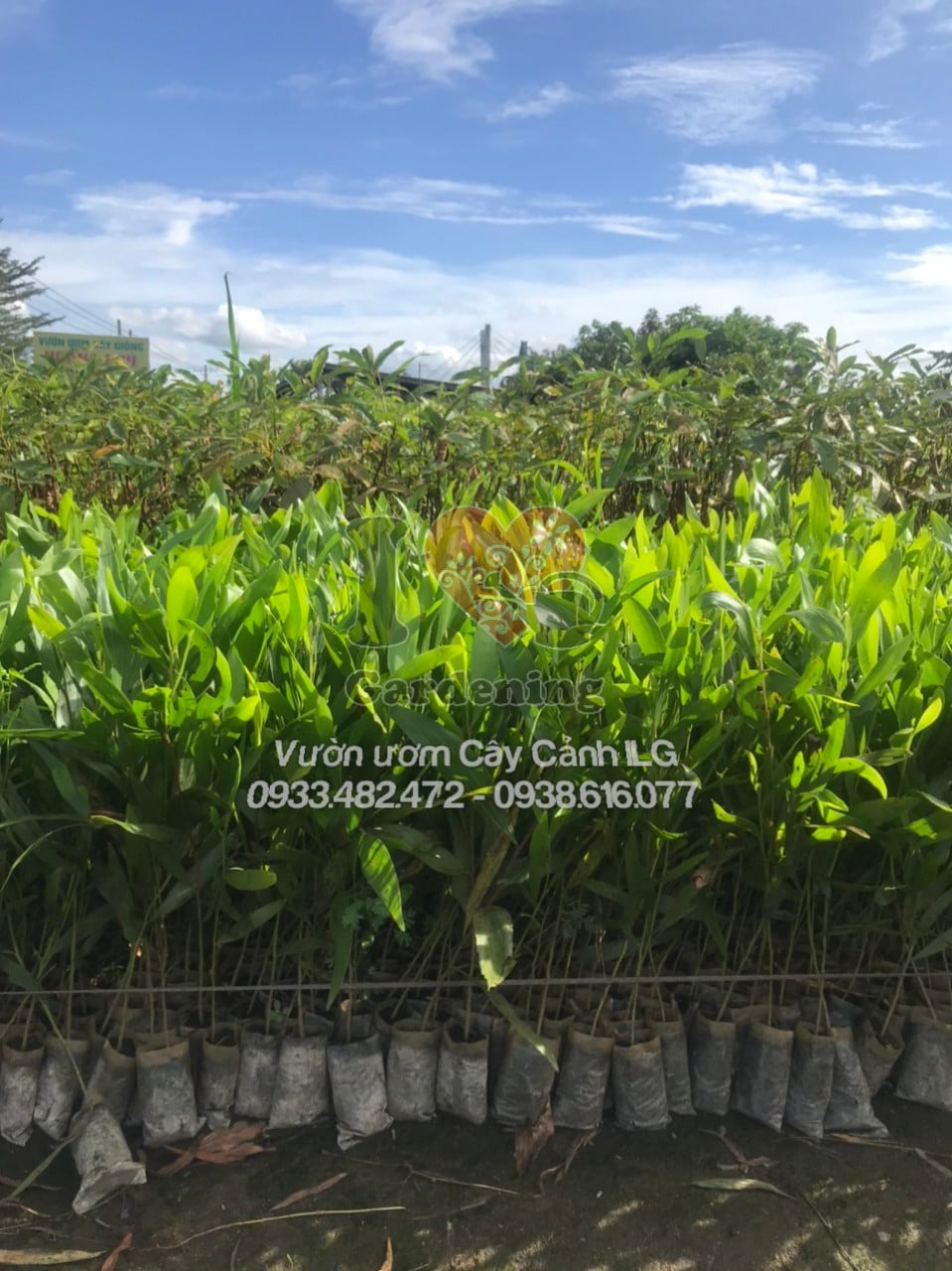 Hoa tràm bông vàng màu vàng rực rỡ - nở tháng 9 đến 10