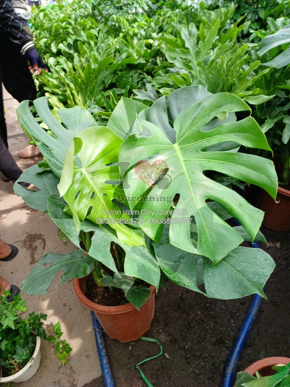Cây Trầu Bà Lỗ Nam Mỹ Monstera Deliciosa cao 50cm 1m tại ILG