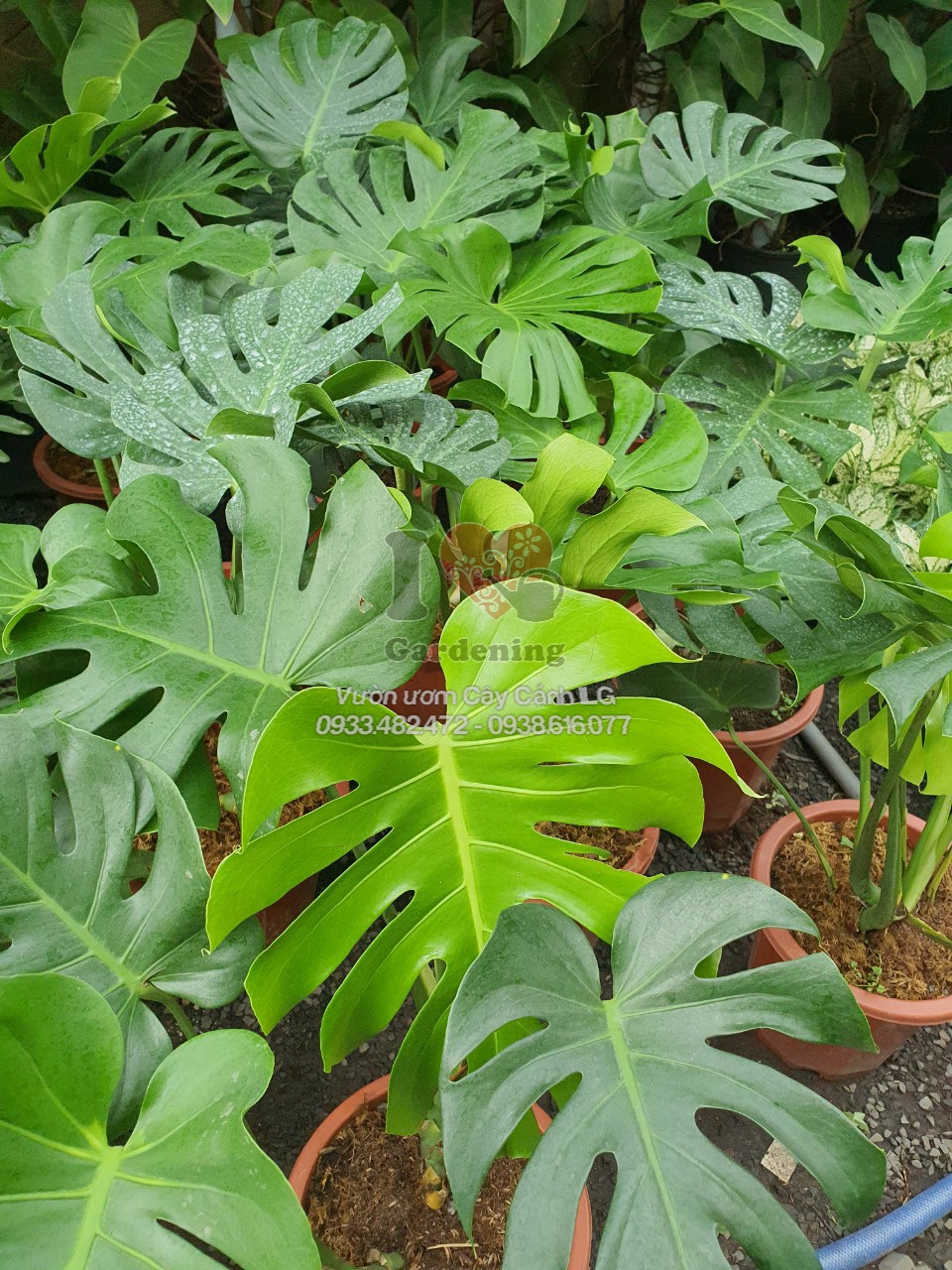 Lá Monstera Deliciosa với các lỗ hình oval đặc trưng