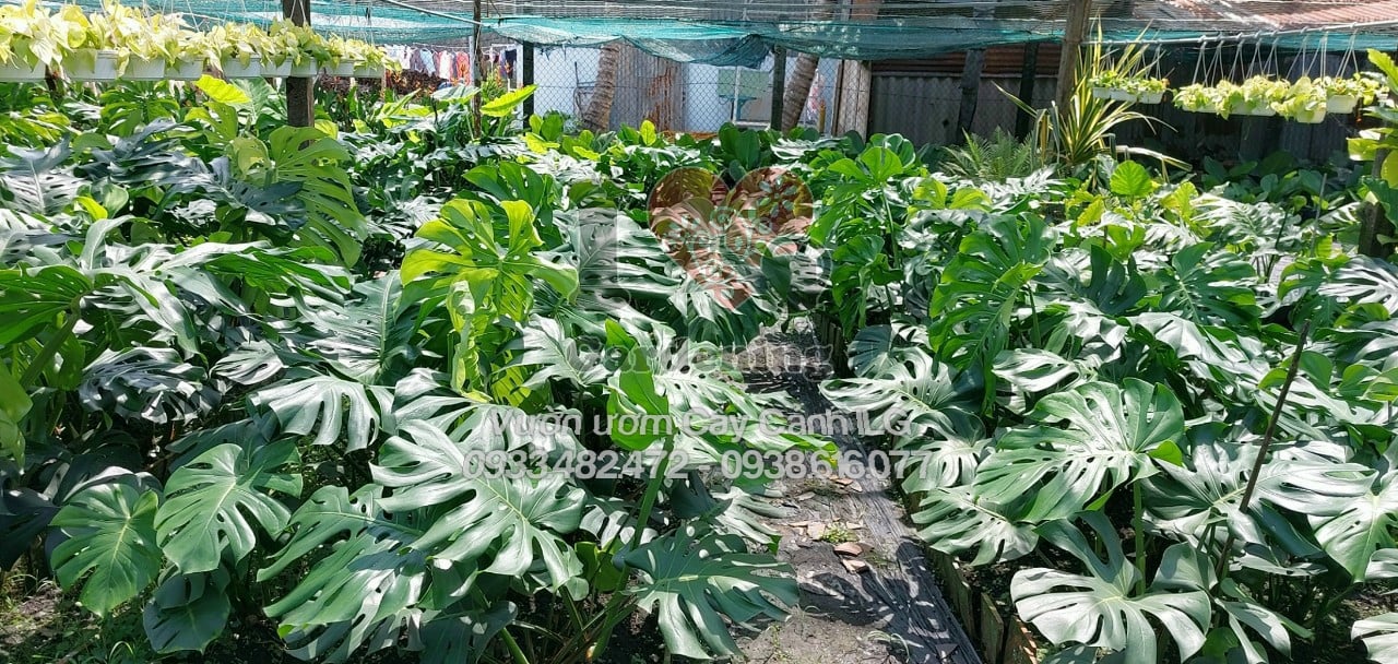 Cây Trầu Bà Lỗ Nam Mỹ Monstera Deliciosa đặt trong không gian nội thất